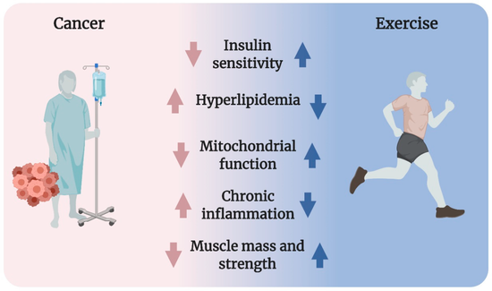 Regular Exercise May Reduce Cancer Risk